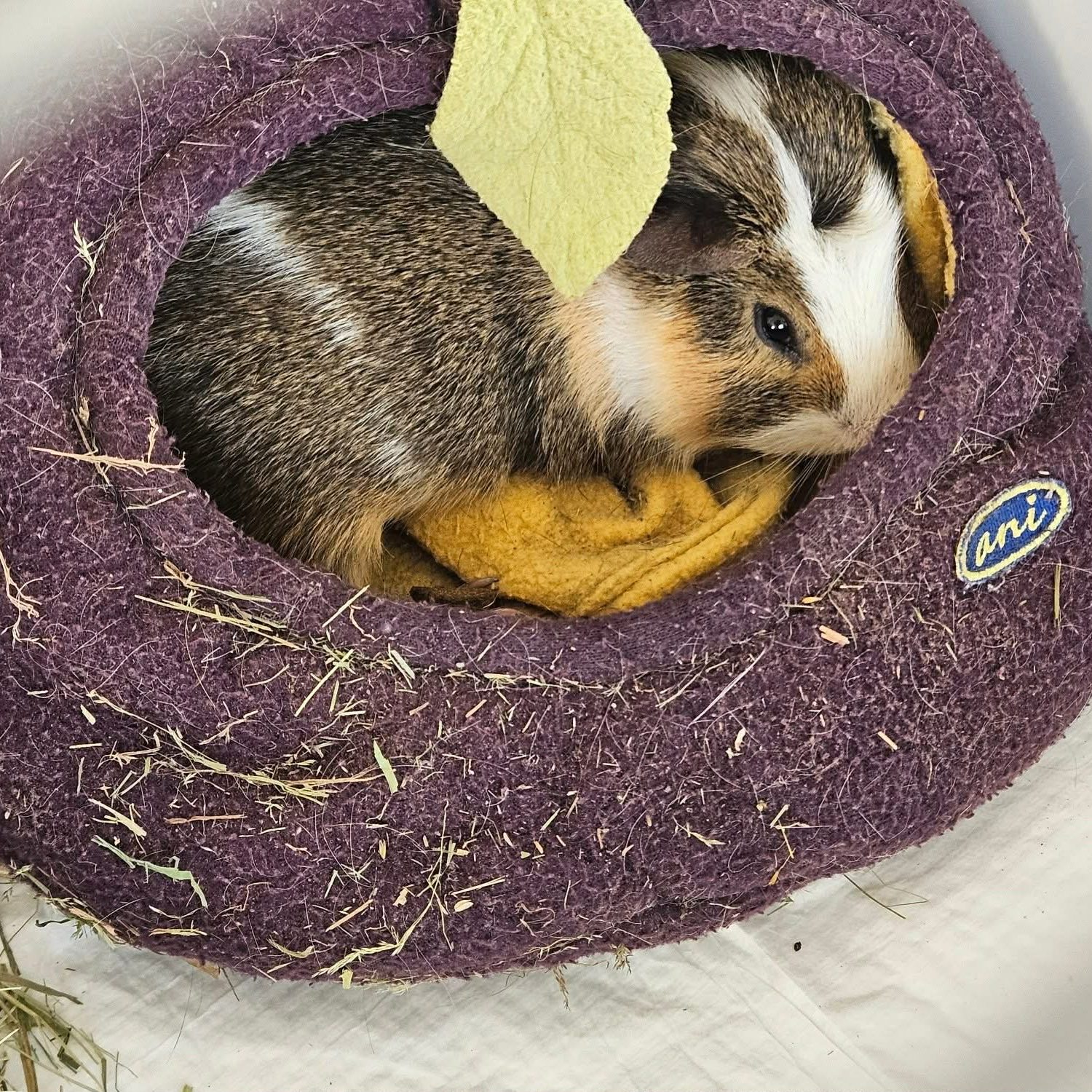 02fde69b-ff34-4767-af55-743a8738220f