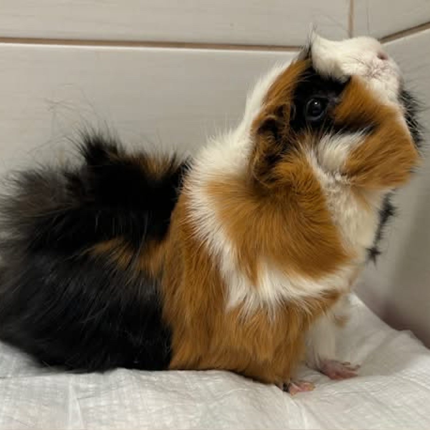 063f2b52-f7ed-4cef-9e63-2d816e80bbc9